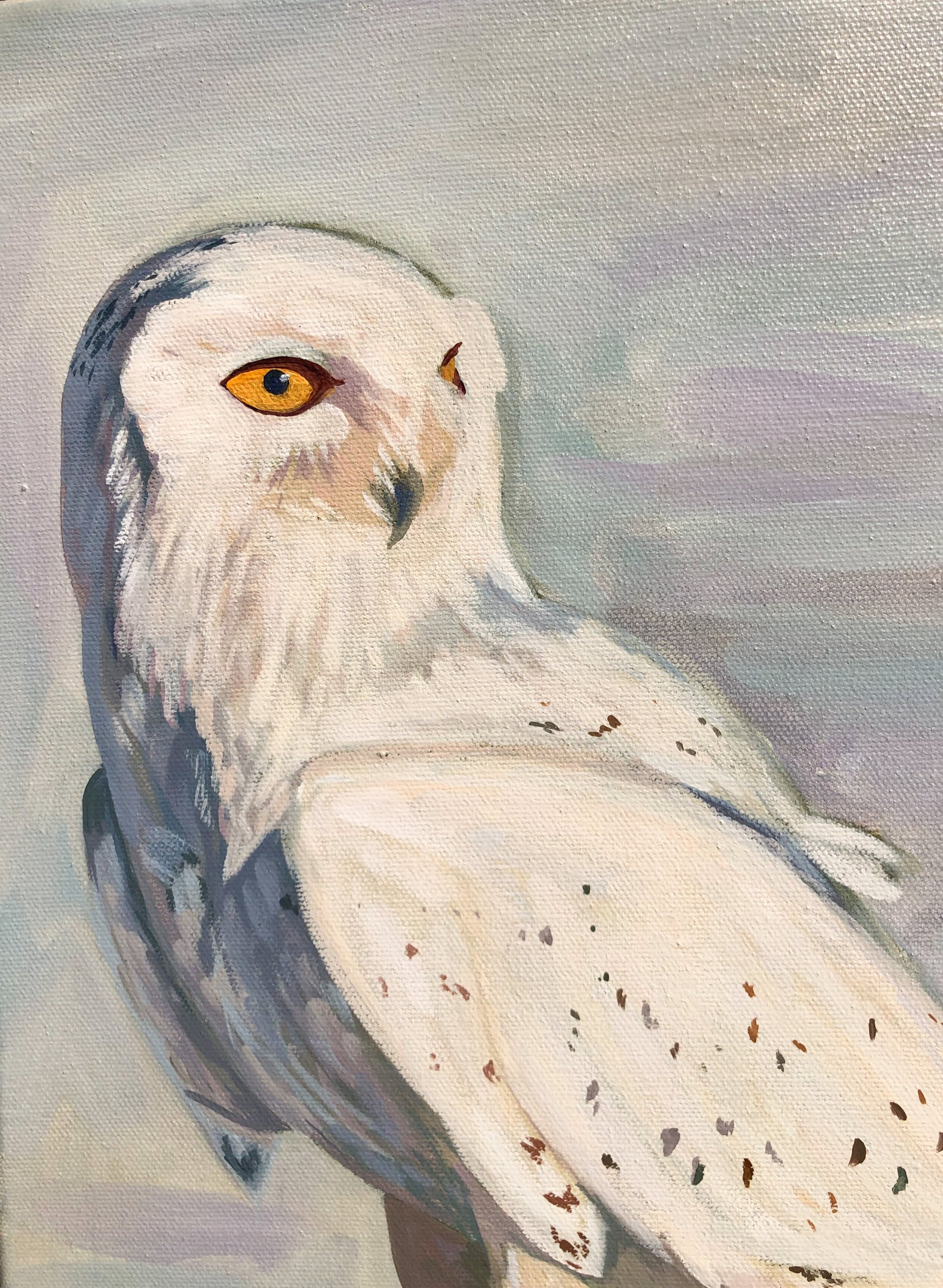 Snowy Owl - Andrea Tramutolo